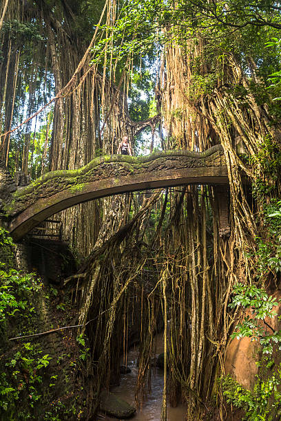 Bridge in jungle of monkey forest, Ubud, Bali