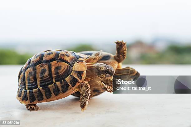 Turtle Tumbling Two Rolling Turtles Stock Photo - Download Image Now - Turtle, Upside ...