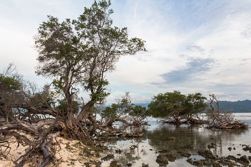 Trees on the water at Gili Islands, Indonesia