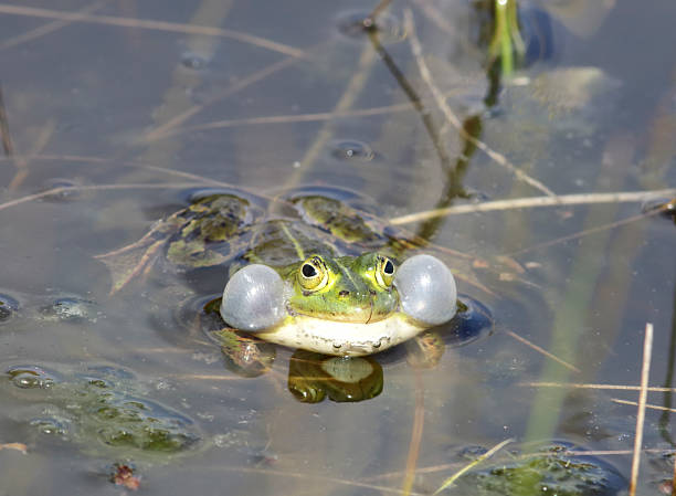 istock Green, Edible Frog (Rana esculenta synkl.) Male calling 531054356