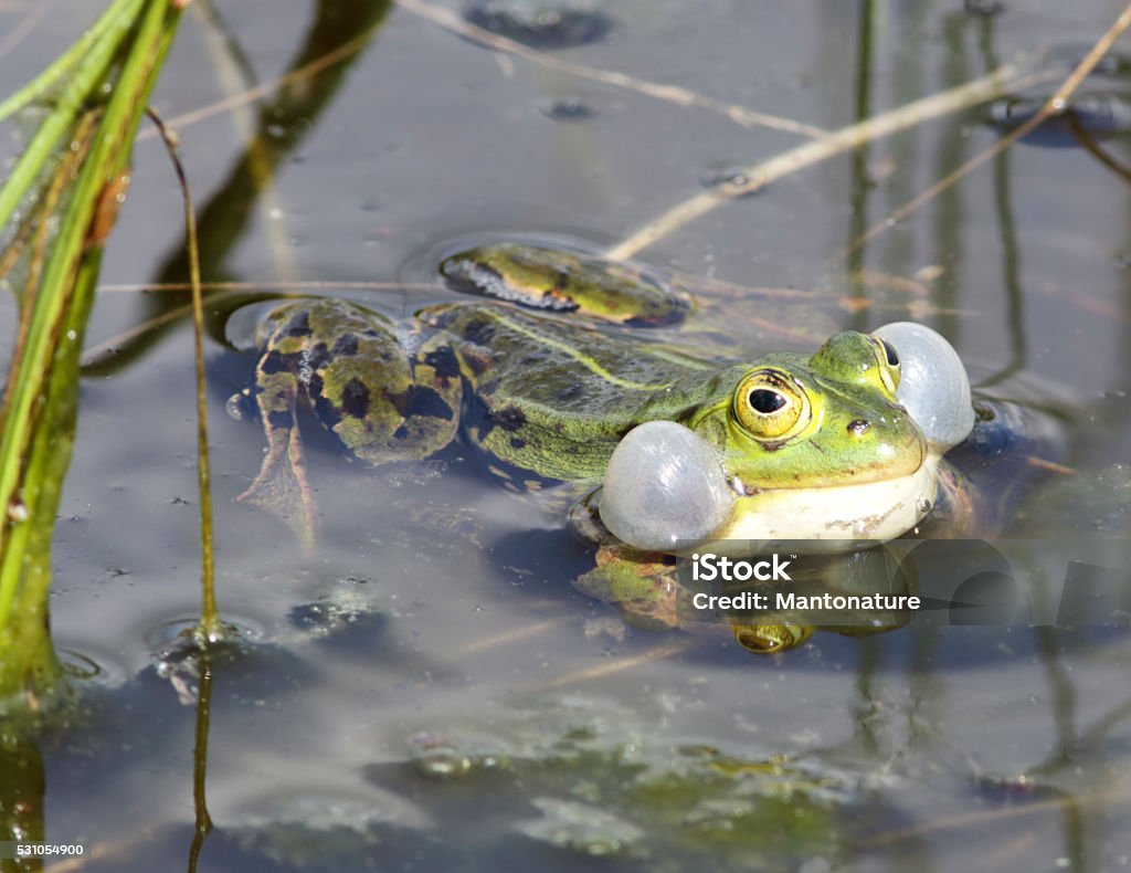 Vert comestibles grenouille (Rana esculenta synkl.) Homme appelant le - Photo de Amphibien libre de droits