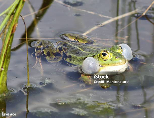 Green Edible Frog Male Calling Stock Photo - Download Image Now