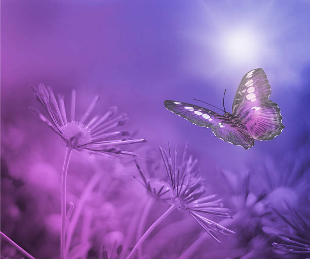 istock Beautiful butterfly and flowers 531055170