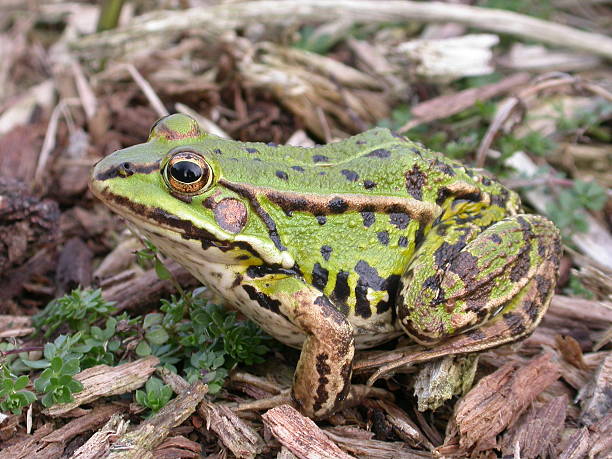 istock Green, Edible Frog (Rana esculenta synkl.) Young Animal 531055500