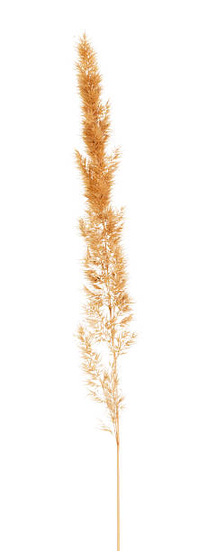 istock Dry wild spike close up isolated on white 531056010