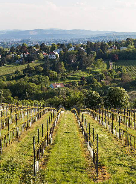 Wine Grape Plantations and Kahlenberg Part of Kahlenberg and wineries on the outskirts of Vienna during the spring. Wine plantations can be seen starting to blossom vienna woods stock pictures, royalty-free photos & images