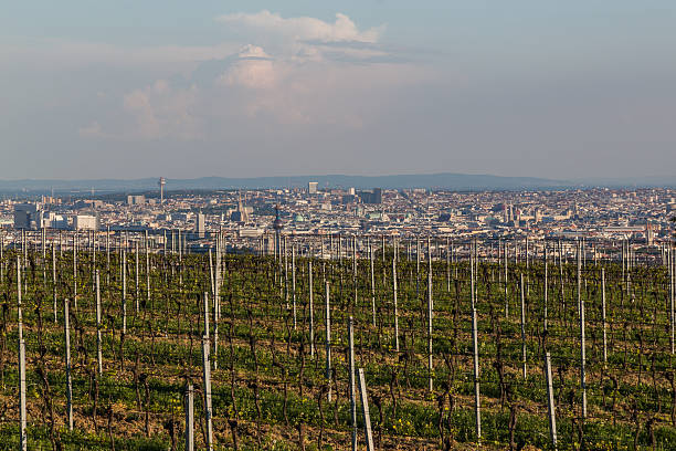 Wine Grape Plantations and Kahlenberg Vienna, Austria - May 7, 2016: Part of Kahlenberg and wineries on the outskirts of Vienna during the spring. Wine plantations can be seen starting to blossom vienna woods stock pictures, royalty-free photos & images