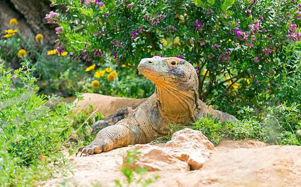 Komodo dragon (Varanus komodoensis) The Komodo dragon (Varanus komodoensis), also known as the Komodo monitor, is a large species of lizard found in the Indonesian islands of Komodo, Rinca, Flores, Gili Motang, and Padar. A member of the monitor lizard family Varanidae, it is the largest living species of lizard. squamata stock pictures, royalty-free photos & images