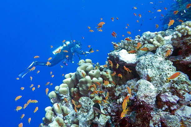 istock coral reef with  divers in tropical sea, underwater 531057113