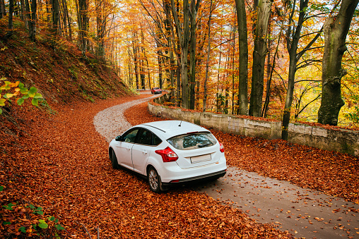 car on a forest path