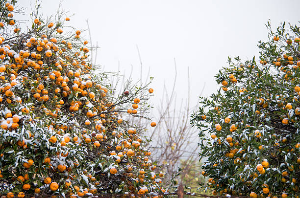 Orange with snow in a cloudy day in Vesuvius national park in Torre Del Greco (Naples Italy)