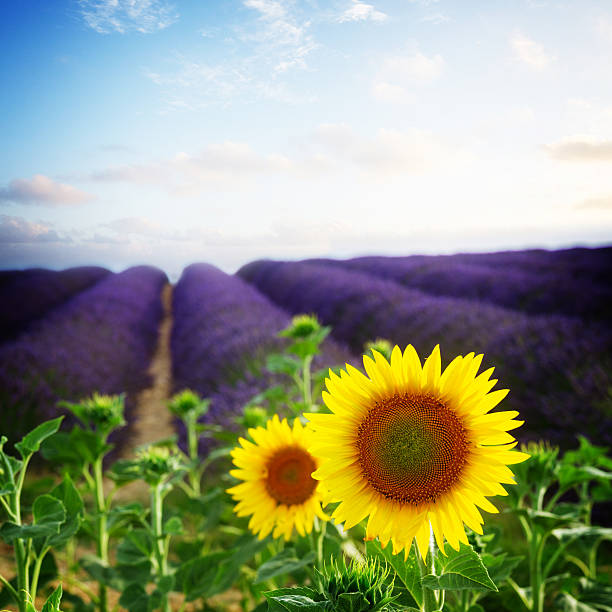 istock Sunflower and Lavender field 531057922
