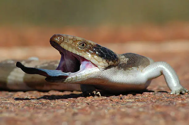 A blue tounged skink (lizard) that is native to Western Australia, showing off its tounge in an attempt to ward off a potential predator.