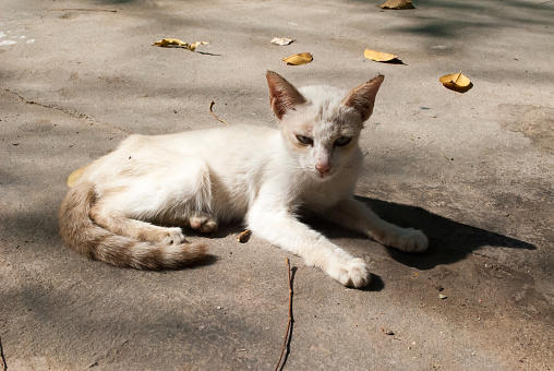 Young white cat on the street