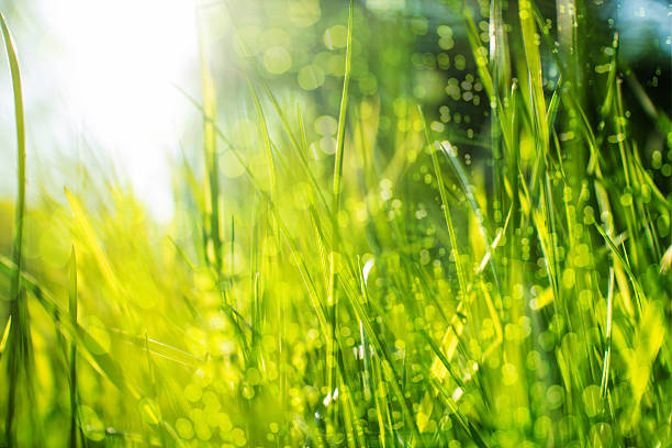 Morning grass stock photo