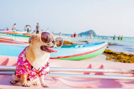 Chihuahua dog wearing sunglasses  on a Kayak at the ocean shore