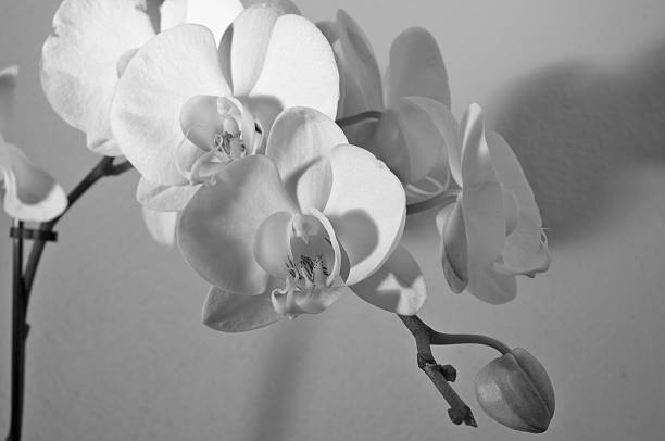 istock White Orchid flowers bouquet 531059066