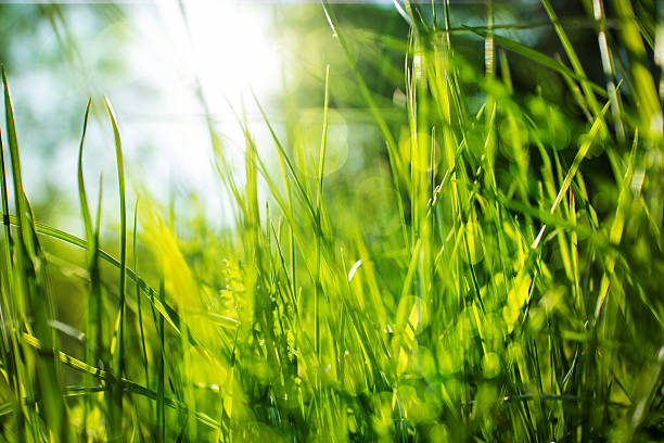 Morning grass stock photo