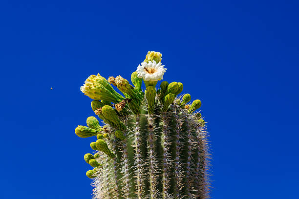 istock Flowers on the giant Saguaro cactus. 531059430
