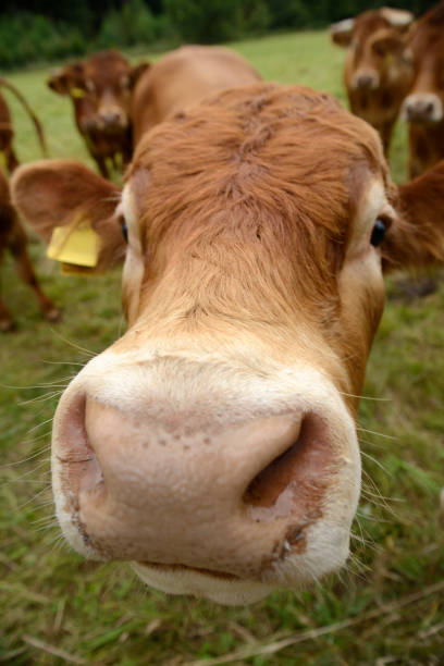 istock Funny curious brown cow looking at camera 531059945