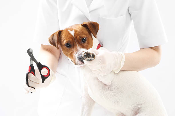 istock Puppy to the vet, trimming claws 531060125