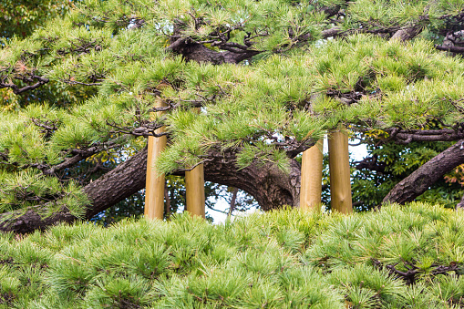 Tokyo, Japan - March 28, 2016: A 300-year-old black pine (Pinus thunbergii), planted in 1709 and one of the largest in Tokyo, is supported by stilts in Hamarikyu Gardens in the Chuo district of Tokyo. 