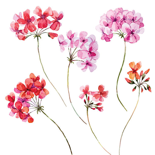 ilustraciones, imágenes clip art, dibujos animados e iconos de stock de conjunto de flores acuarela geranio - geranium flower pink leaf