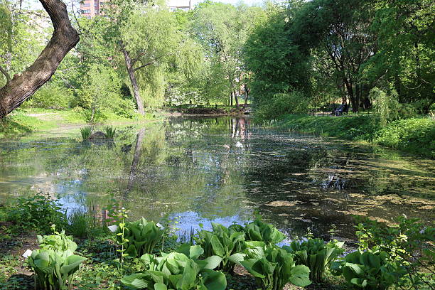istock Pond in a city park 531060604