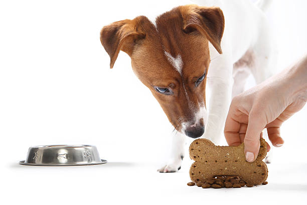 istock Dog eats food from a bowl 531060677