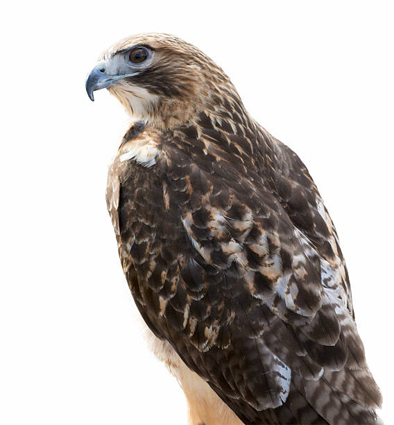 Red-tailed Hawk Isolated Red-tailed Hawk isolated and placed on a white background. The most common hawk in North America. Youâll most likely see Red-tailed Hawks soaring in wide circles high over a field. white tailed stock pictures, royalty-free photos & images