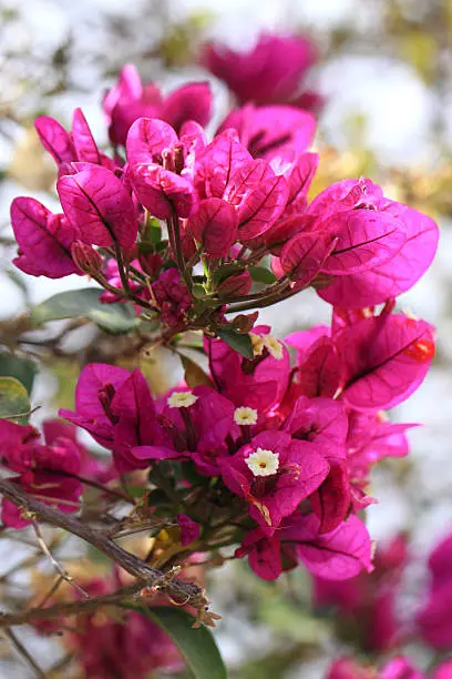 Photo of Purple Bougainvillea flowers