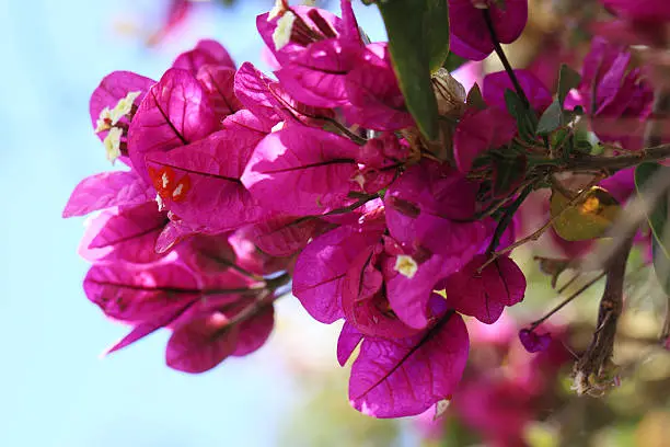 Photo of Bougainvillea flowers