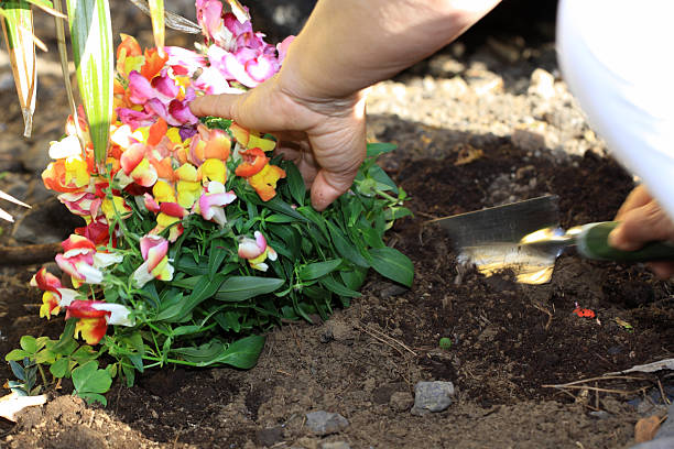 istock Woman working in the garden 531061692