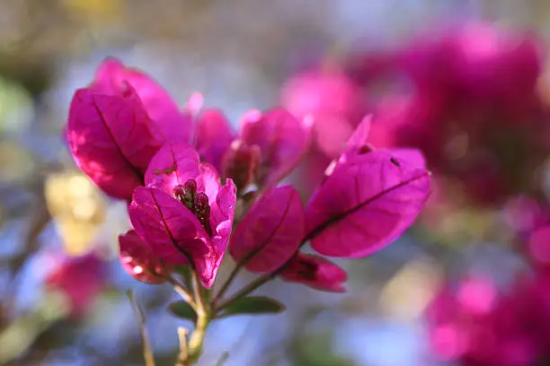 Photo of Purple Bougainvillea flowers