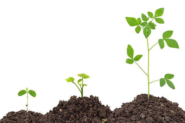istock Young green plant on  the soil ,on white background 531062000