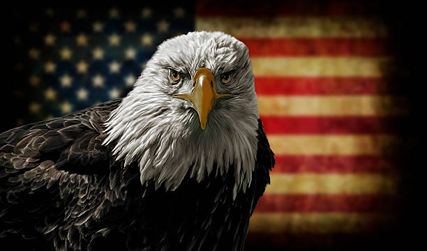 American Bald Eagle on Grunge Flag stock photo