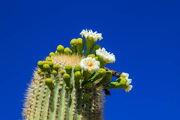 istock Arizona Saguaro Cactus in Bloom 531062164