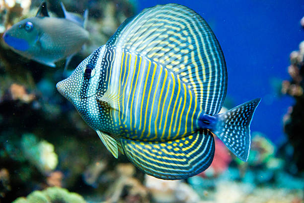 zebrasoma desjardini - sailfin tang стоковые фото и изображения