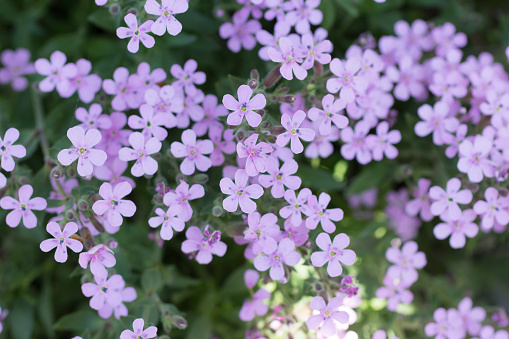 Tiny purple and pink flowers at a soapwort plant outdoors in the garden.