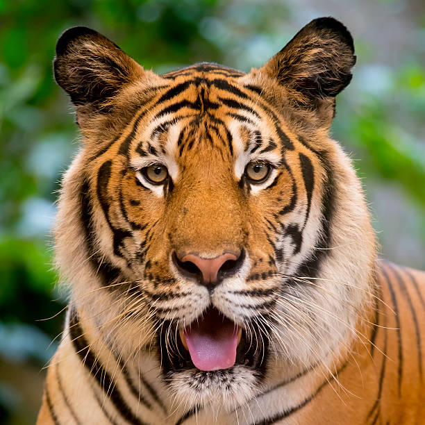 istock tiger in the zoo 531062488