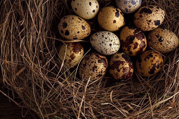 istock Fresh quail eggs in a nest on a wooden background 531062558