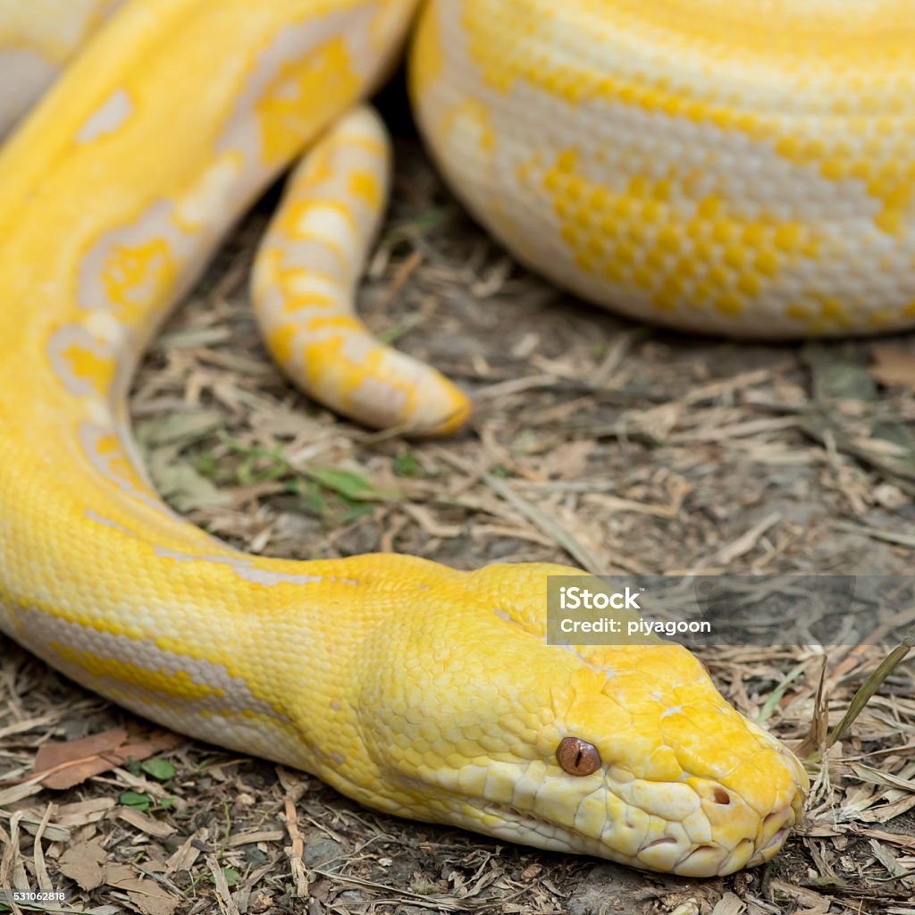 Gold Silver Python Gold Python Reticulated Python Stock Photo - Download Image Now - iStock