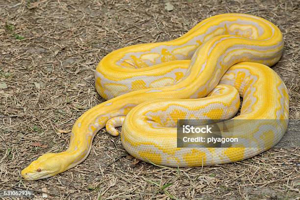 Gold Plated Python Gold Python Reticulated Python Stock Photo - Download Image Now - iStock