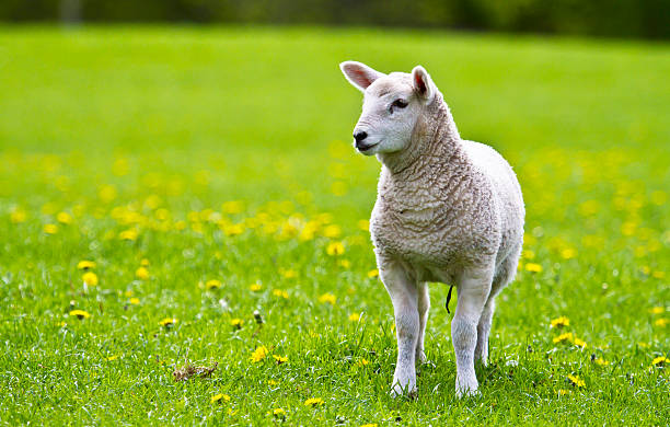 Curious Little Lamb stock photo