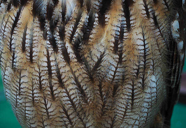 istock Close-up feathers of a Bengal eagle owl 531063538