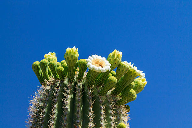istock Arizona Saguaro Cactus in Bloom 531063668