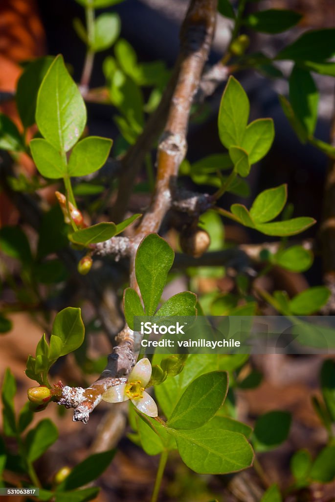 Incienso Planta Flor Foto de stock y más banco de imágenes de Olíbano - Olíbano, Vertical, 2015 - iStock Incienso Planta Flor Foto de stock y más banco de imágenes de Olíbano - Olíbano, Vertical, 2015 - iStock