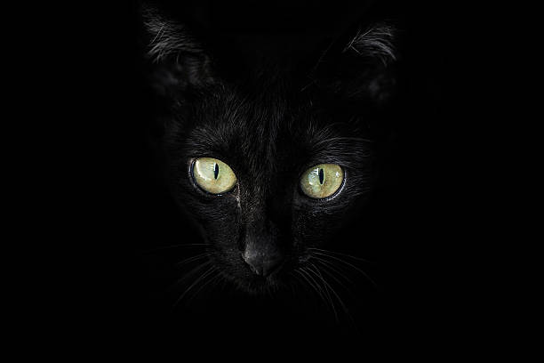 istock Close-up of a black cat 531064032