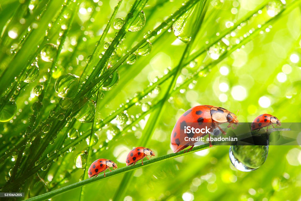 Ladybugs family. Little ladybugs on dewy grass. 2015 Stock Photo