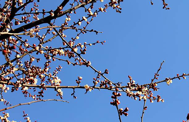 istock blossoming branches of apricot 531064469